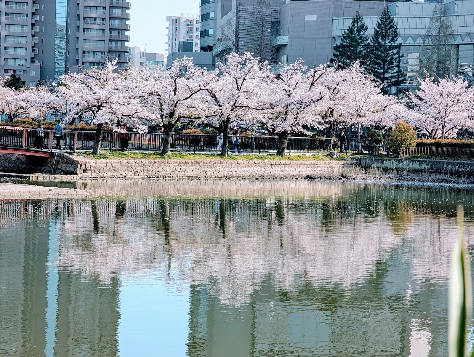 Kema Sakuranomiya Park — photo 2