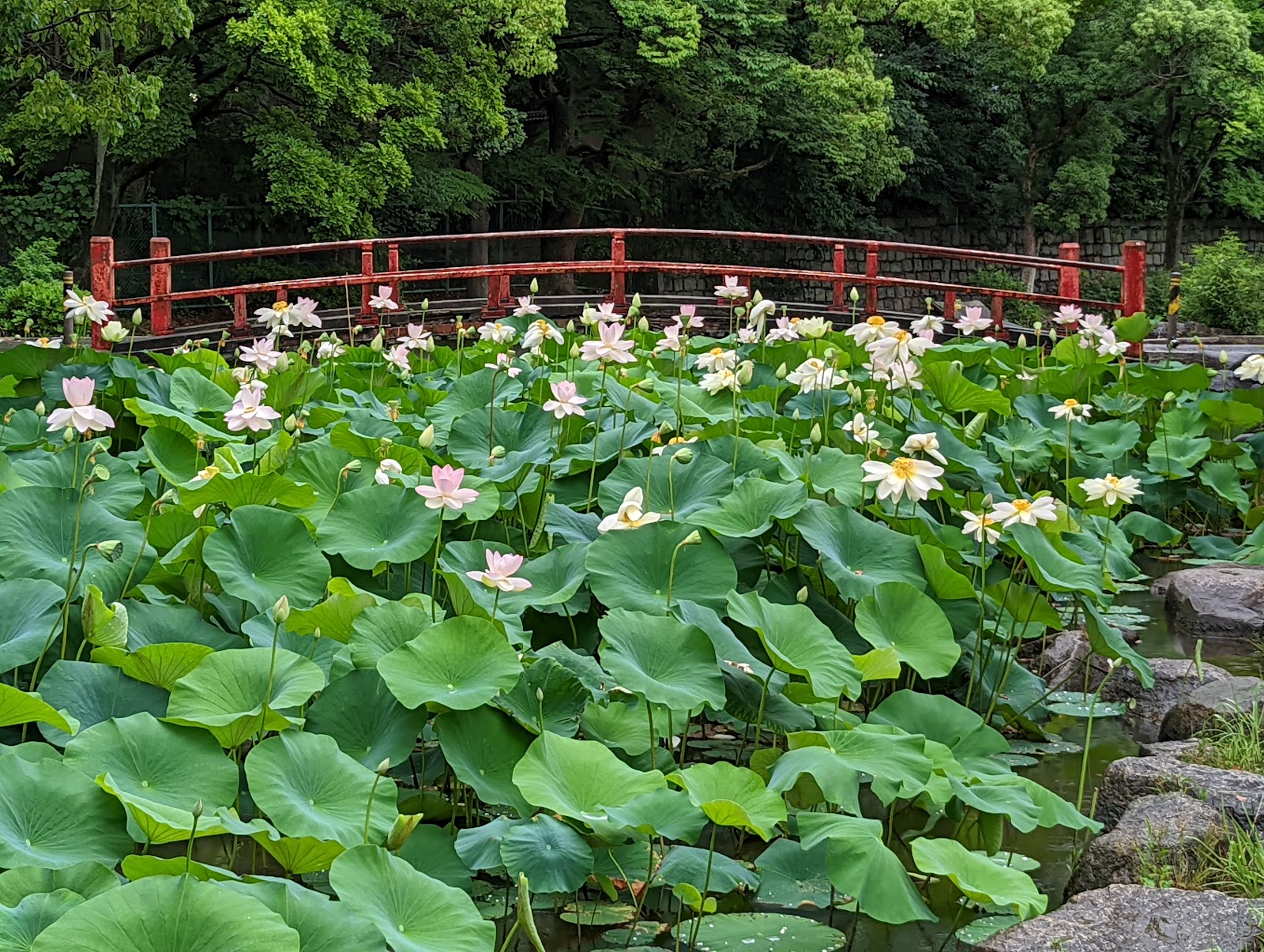 Kema Sakuranomiya Park — photo 4